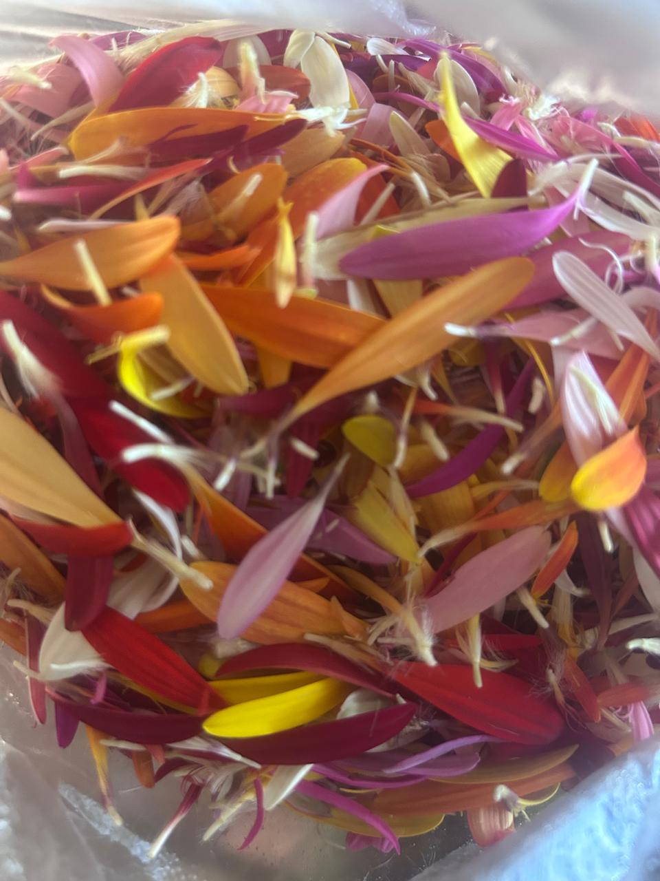 Gerbera Petals