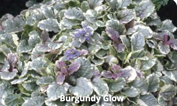 Ajuga - Burgundy Glow / Rainbow