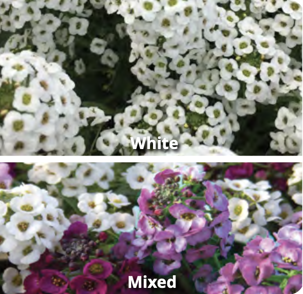 Alyssum - All Colours
